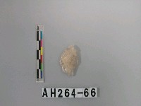 藏品(帶鋌打製石鏃)的圖片